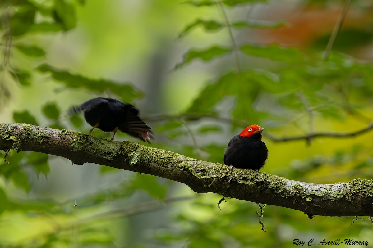 Red-capped Manakin - ML628035753