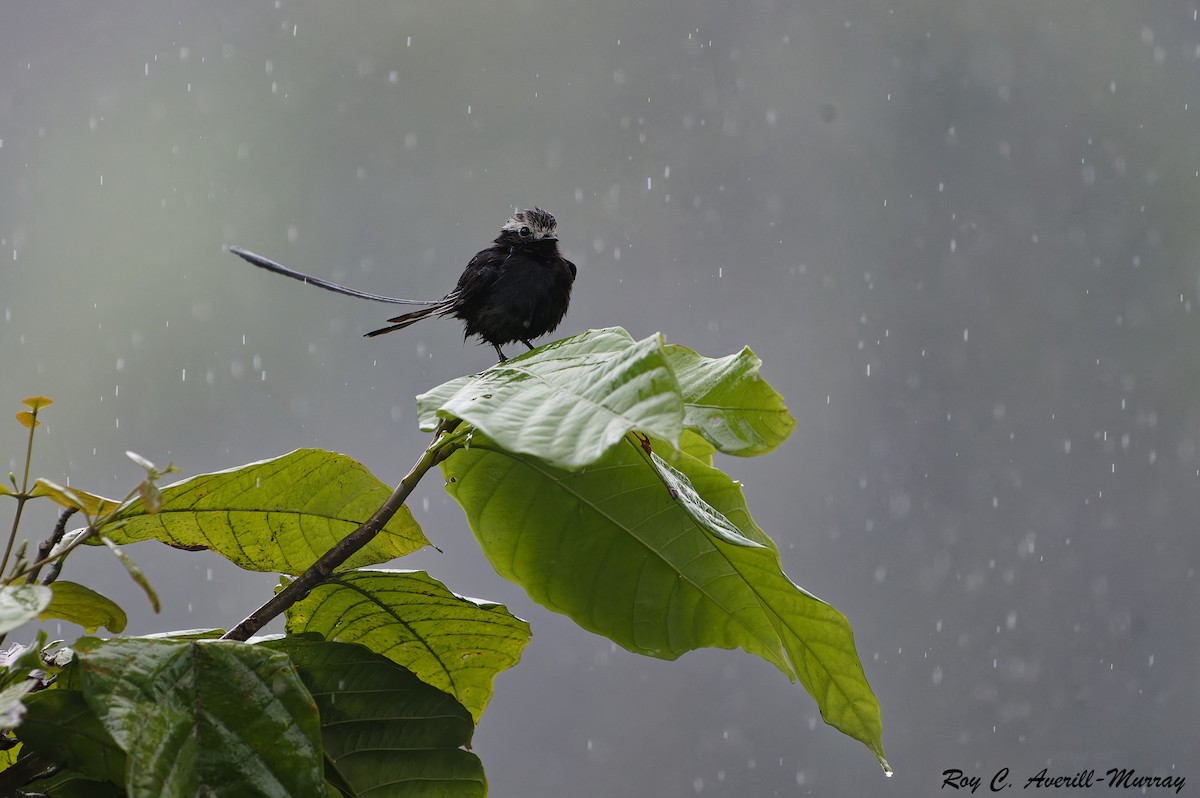 Long-tailed Tyrant - ML628035794