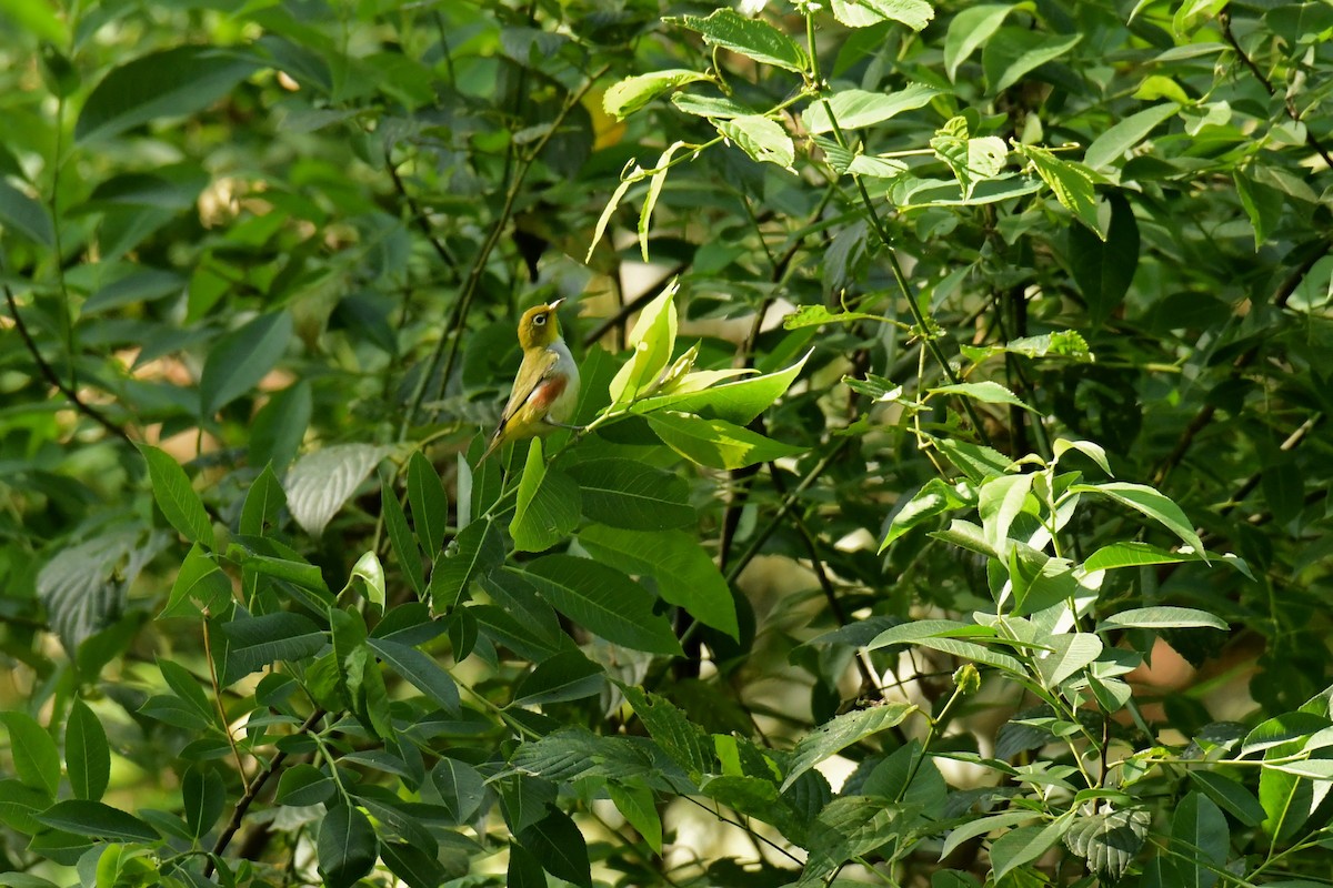 Chestnut-flanked White-eye - ML628035809