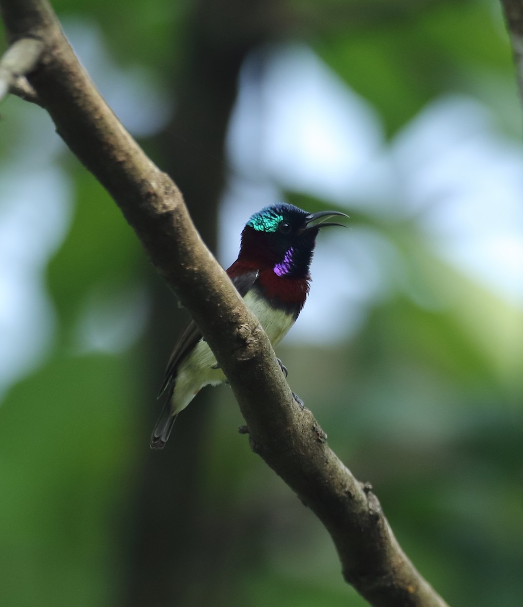 Crimson-backed Sunbird - ML628035830