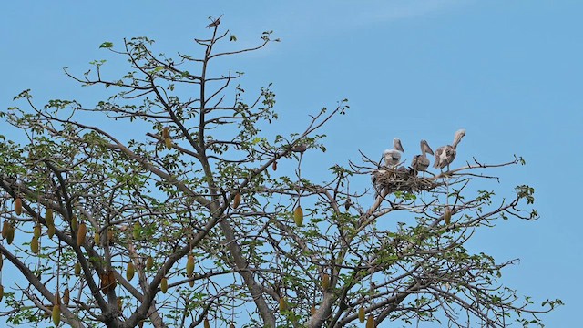 Pink-backed Pelican - ML628035847