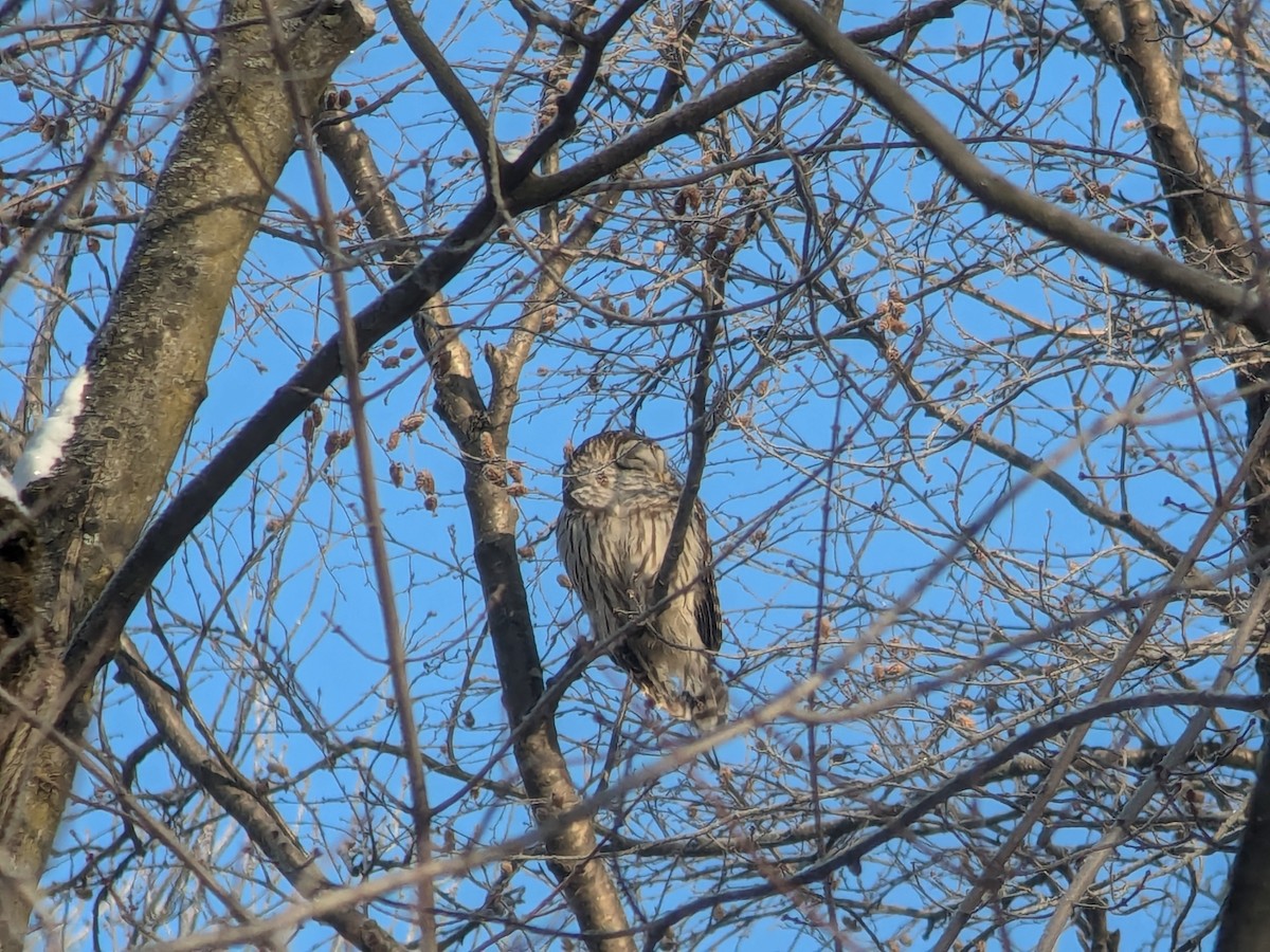 Barred Owl - ML628035859