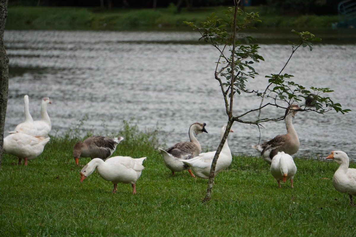 Domestic goose sp. (Domestic type) - ML628035872