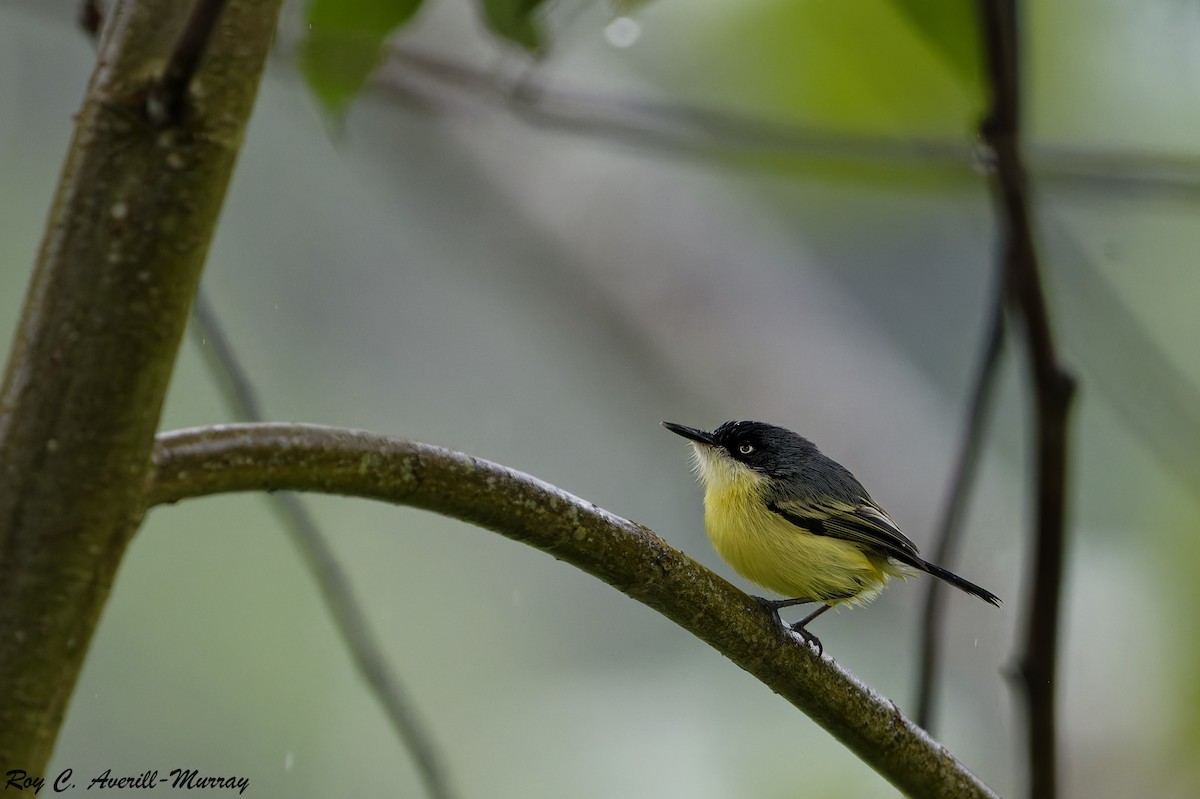 Common Tody-Flycatcher - ML628035879