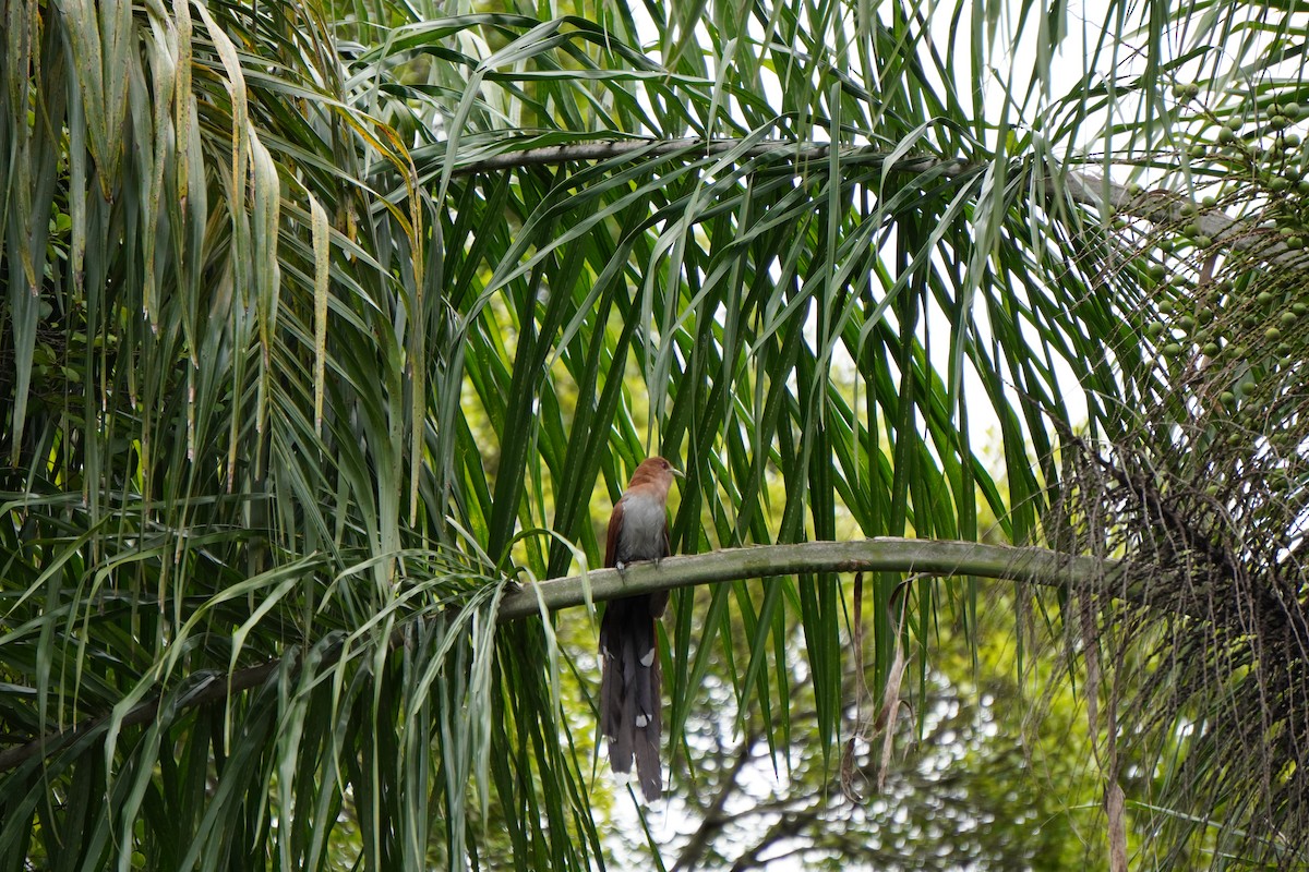 Common Squirrel-Cuckoo - ML628035901
