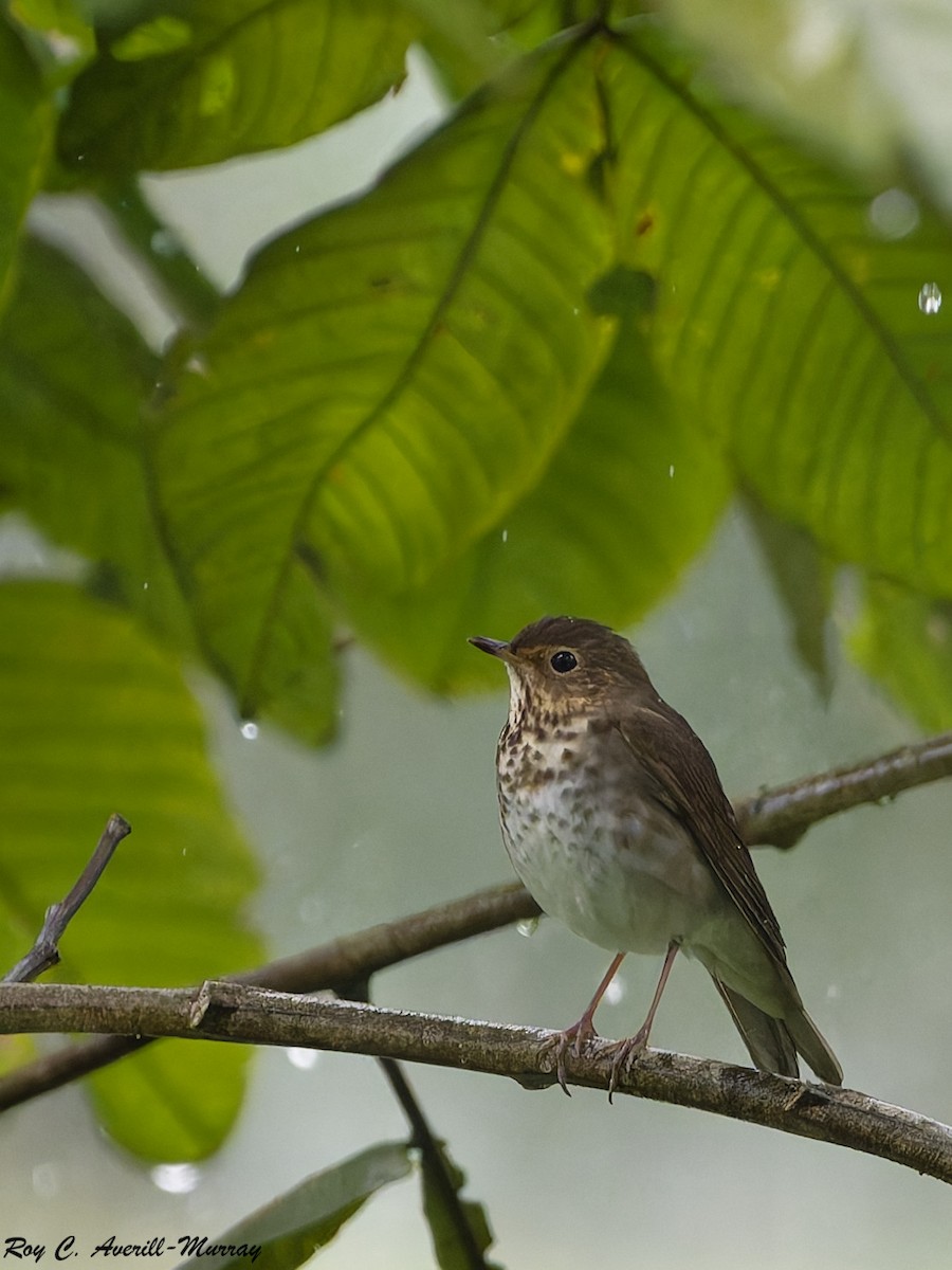 Swainson's Thrush - ML628035905