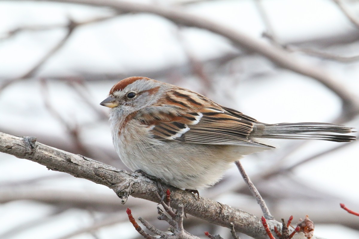 American Tree Sparrow - ML628035913