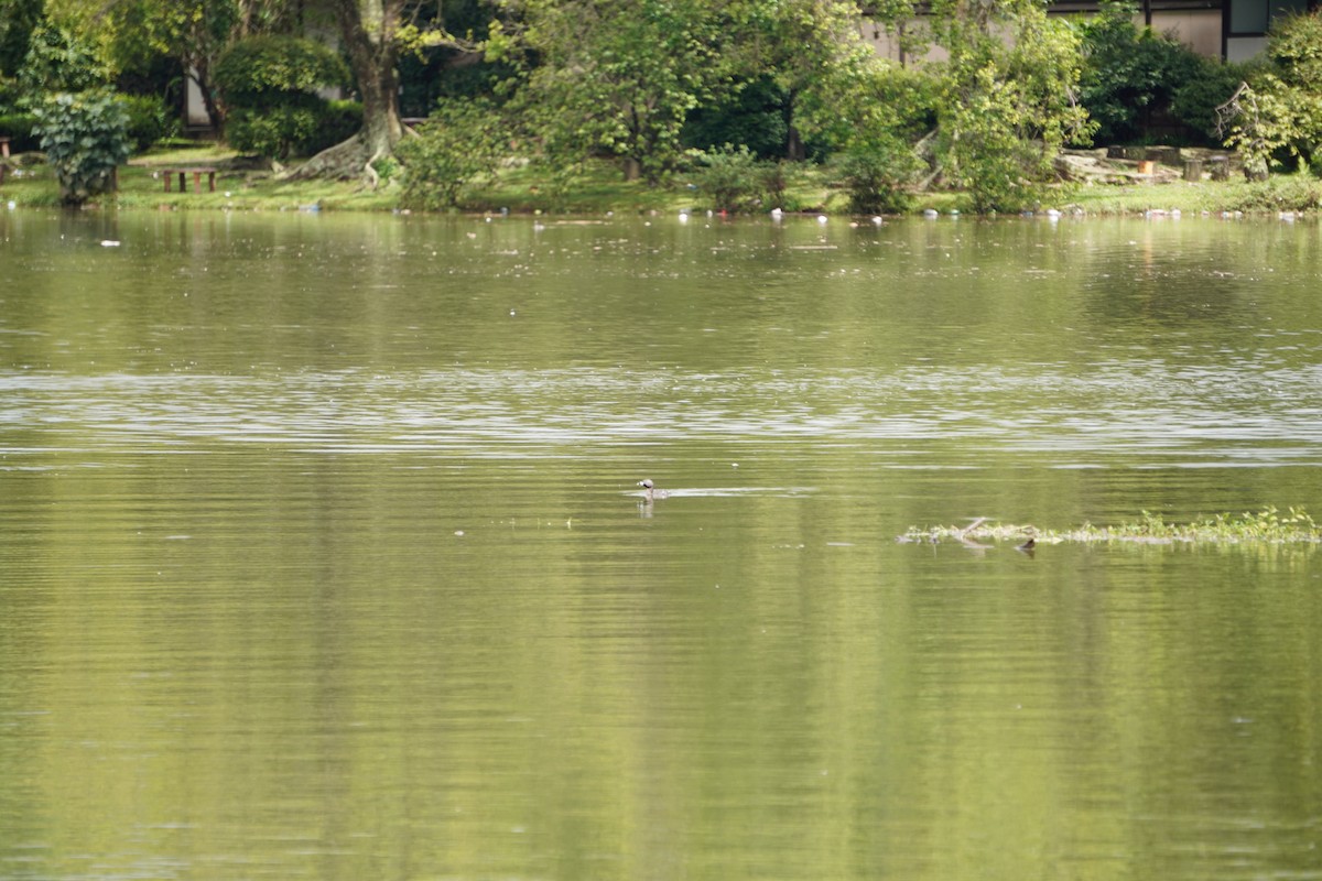 Pied-billed Grebe - ML628035918