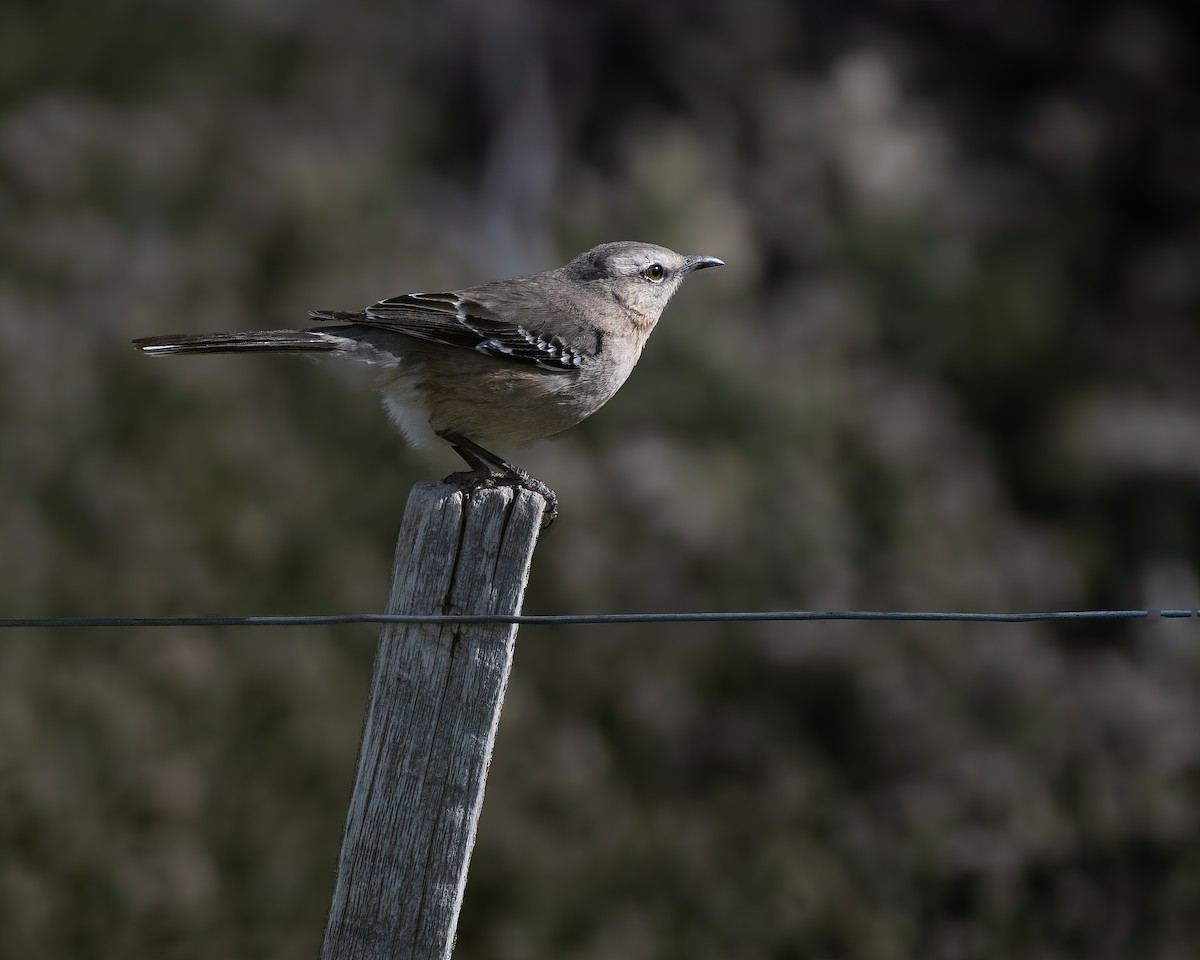 patagoniaspottefugl - ML628035924
