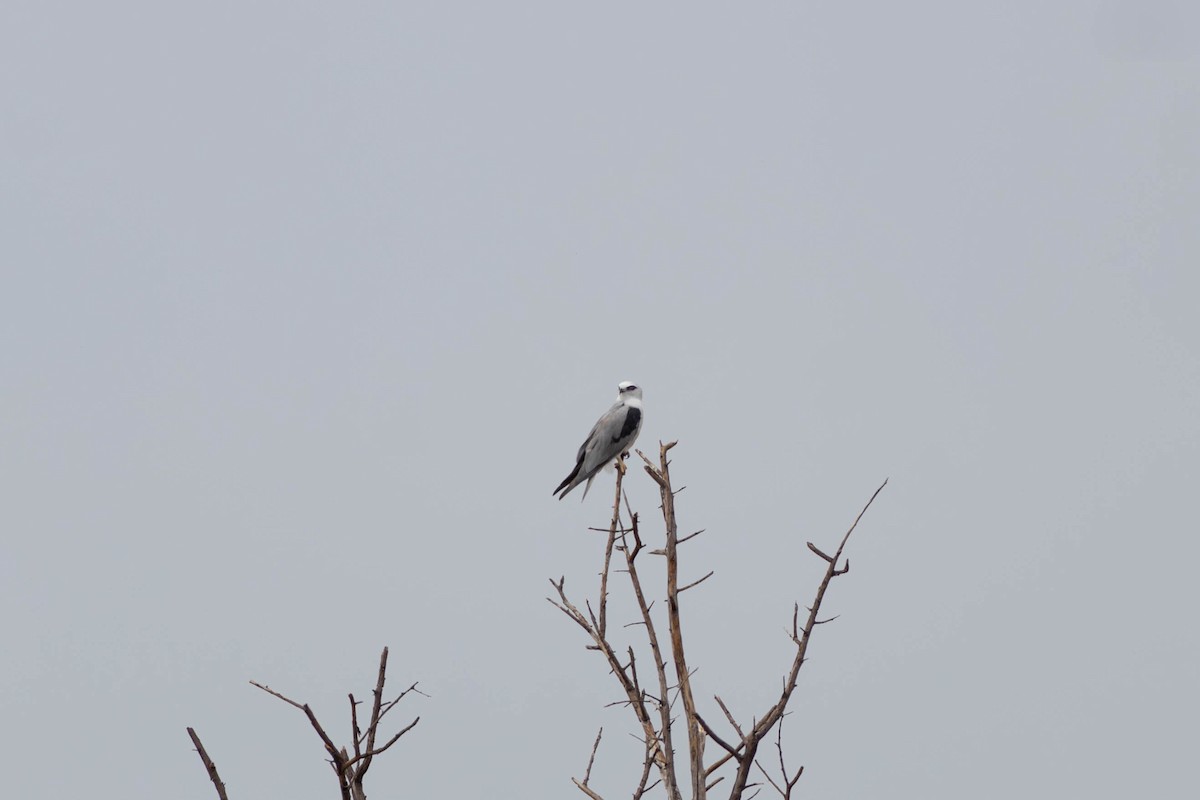 Black-shouldered Kite - ML628035927