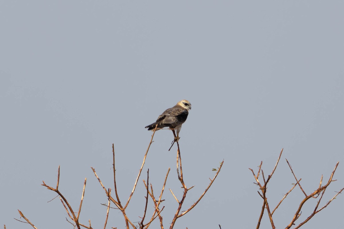 Black-shouldered Kite - ML628035928