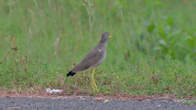 Wattled Lapwing - ML628035951