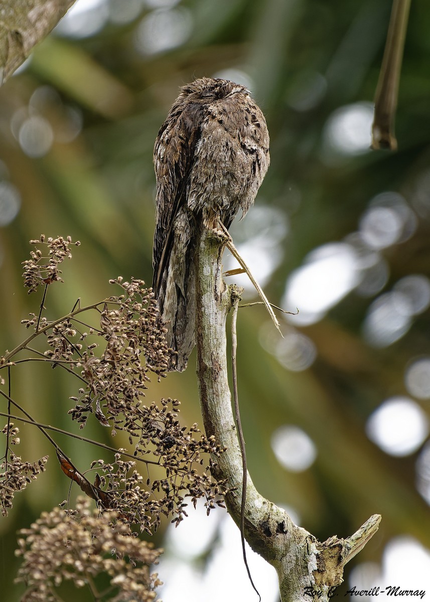 Common Potoo - ML628035975