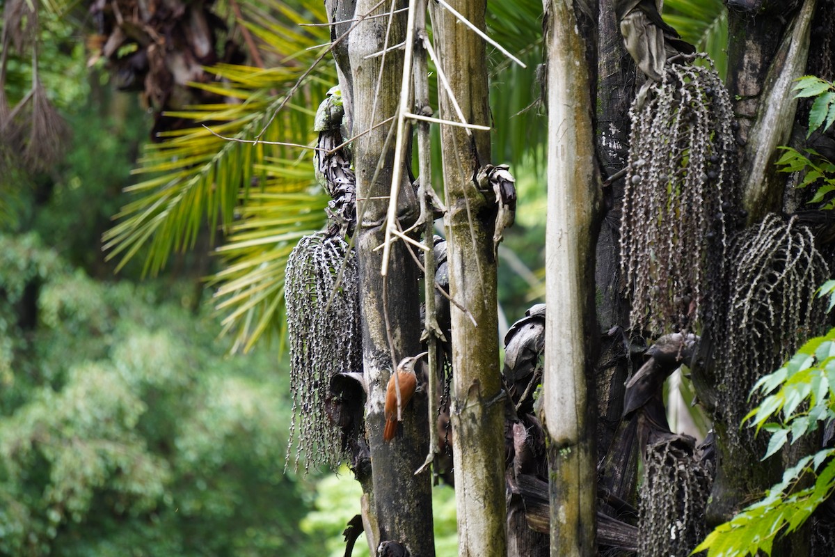 Narrow-billed Woodcreeper - ML628035982