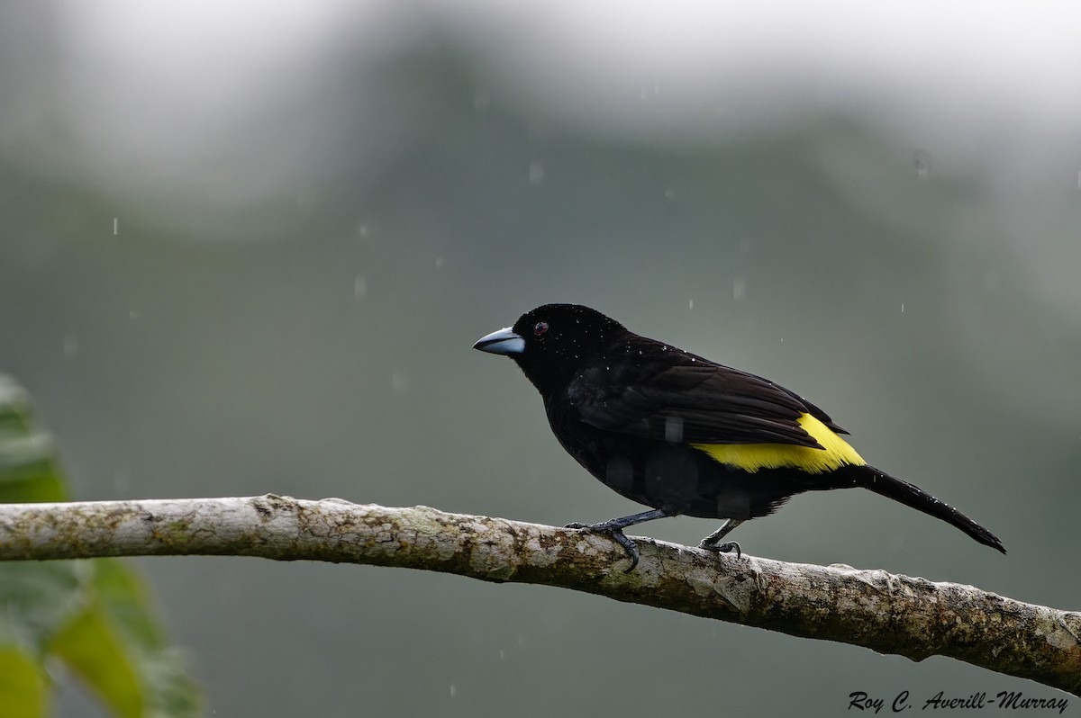 Flame-rumped Tanager - ML628036019