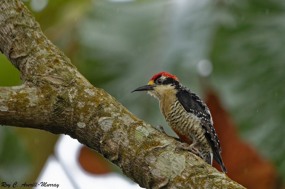 Black-cheeked Woodpecker - ML628036033