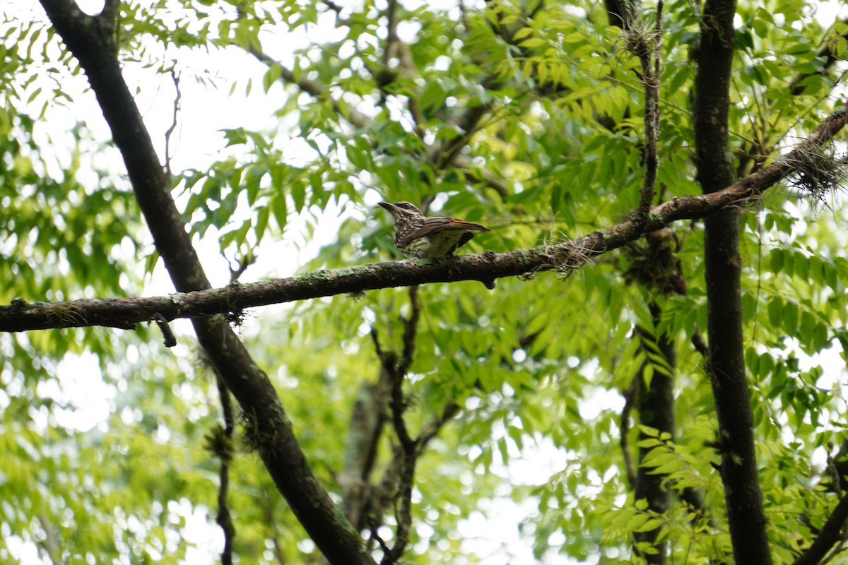 Streaked Flycatcher - ML628036039