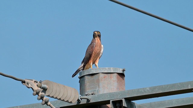 Grasshopper Buzzard - ML628036073