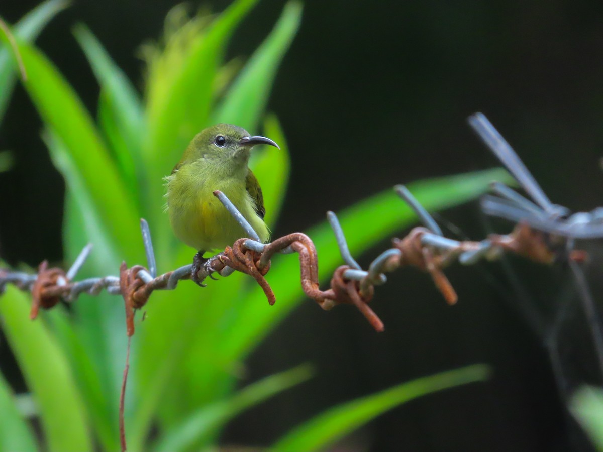 Flaming Sunbird - ML628036086