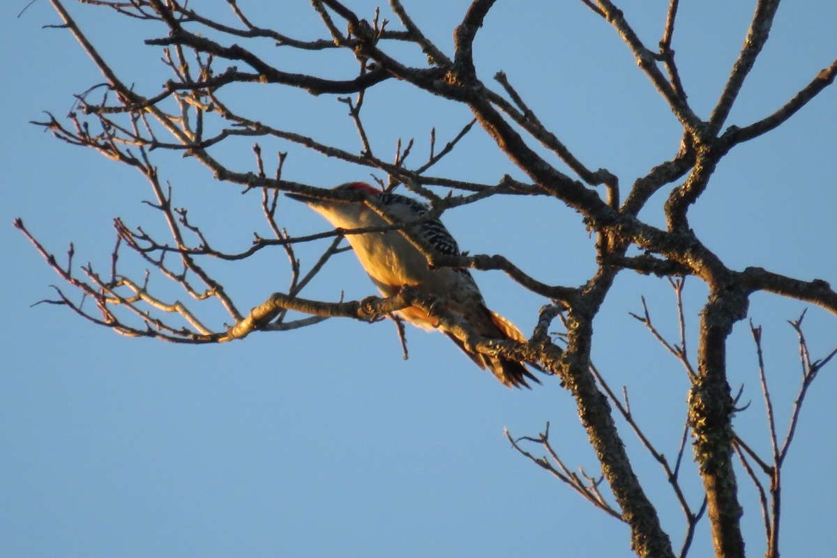 Red-bellied Woodpecker - ML628036109