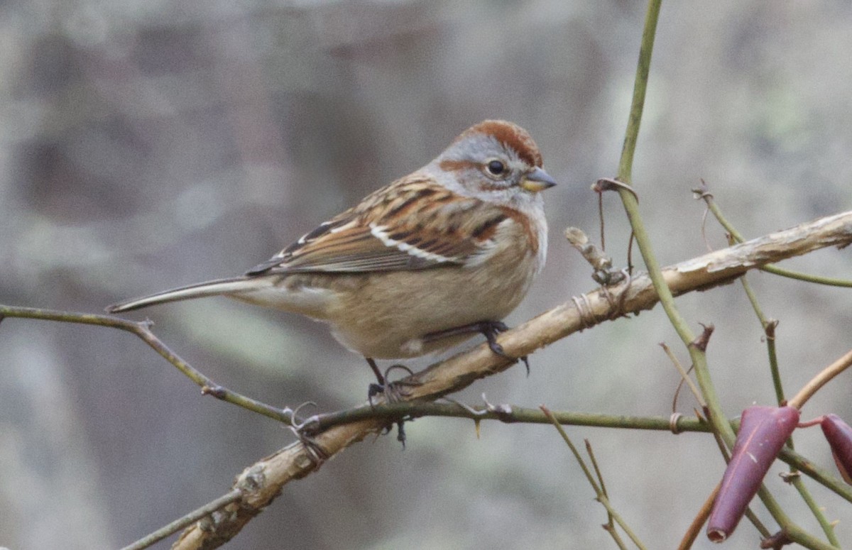 American Tree Sparrow - ML628036110