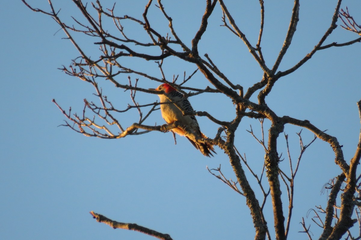 Red-bellied Woodpecker - ML628036111