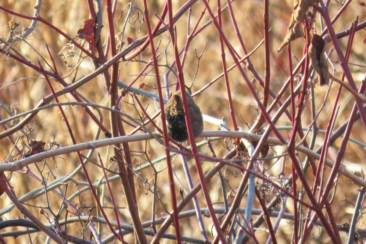 Winter Wren - ML628036127