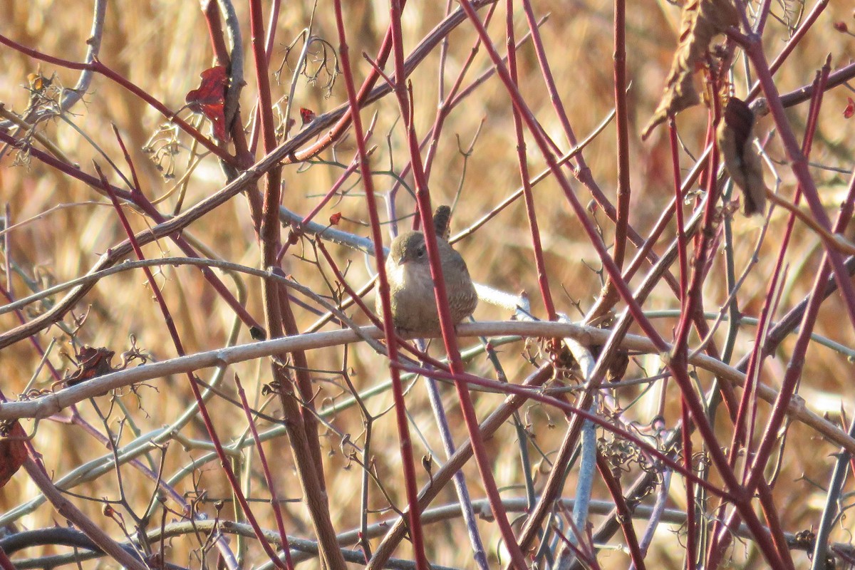 Winter Wren - ML628036128