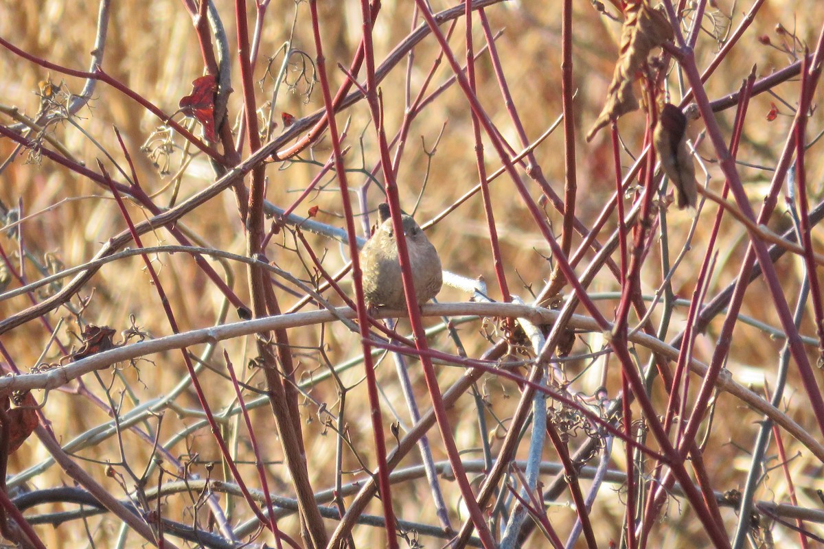 Winter Wren - ML628036129