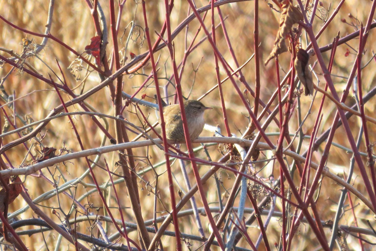 Winter Wren - ML628036132