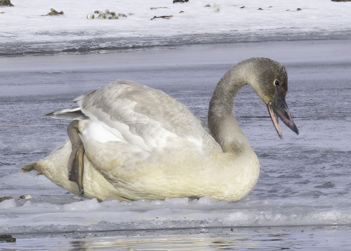 Trumpeter Swan - ML628036133