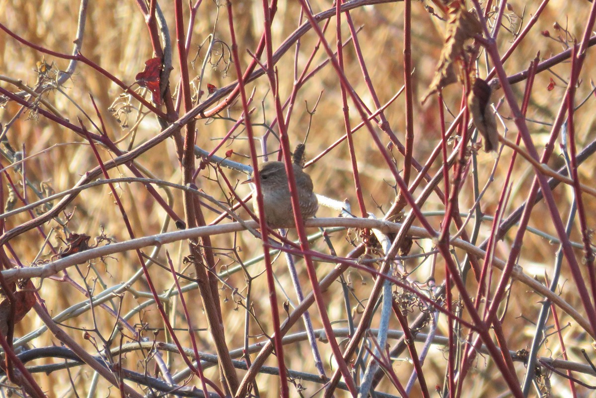 Winter Wren - ML628036134