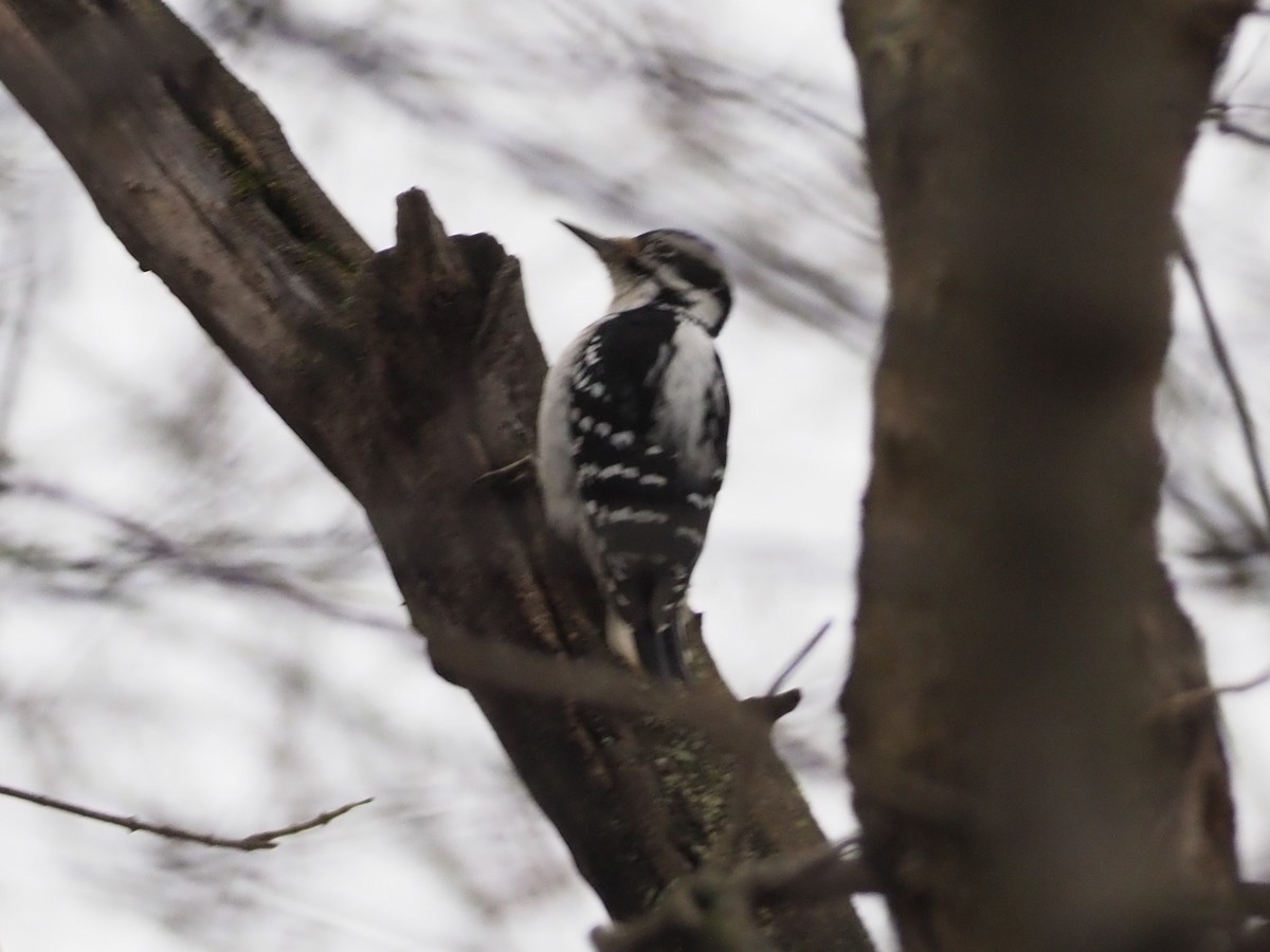 Hairy Woodpecker - ML628036192