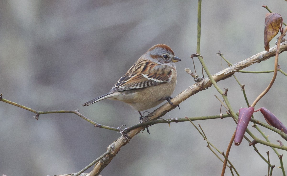 American Tree Sparrow - ML628036243