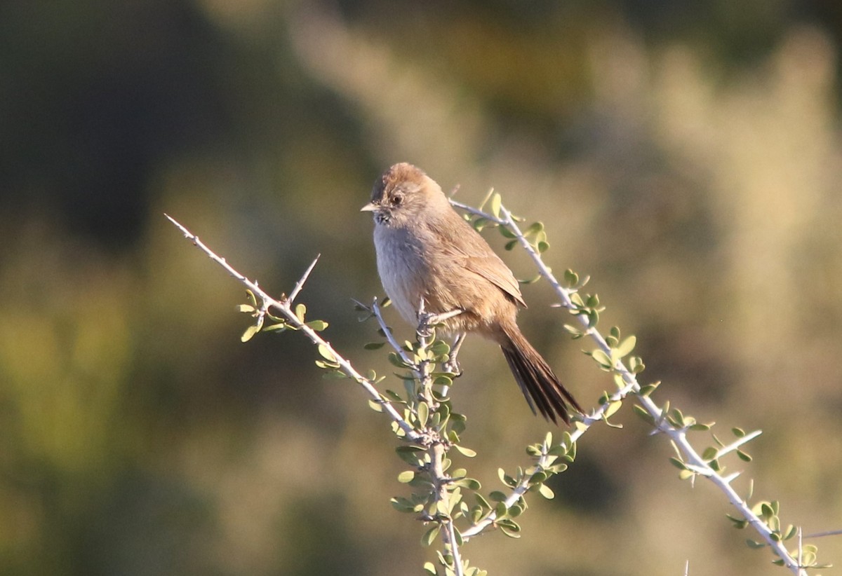 Patagonian Canastero - ML628036283