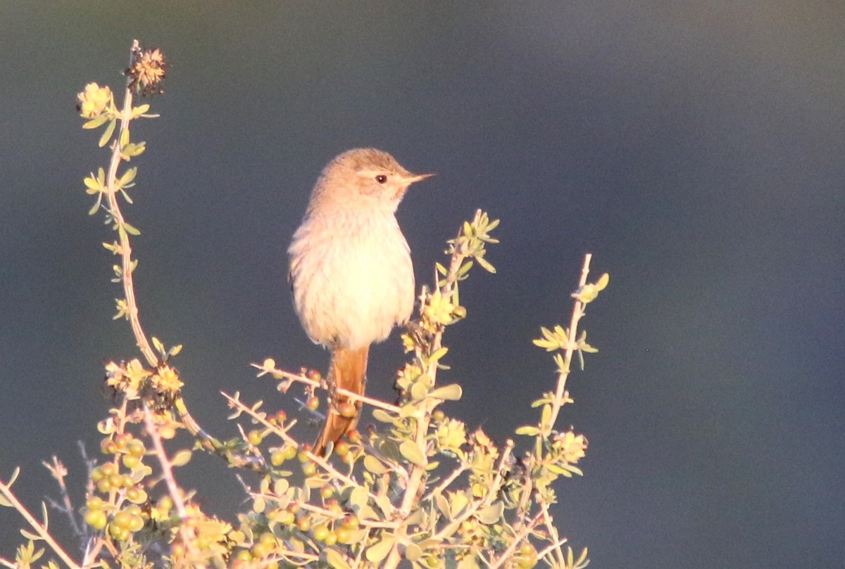 Sharp-billed Canastero - ML628036305