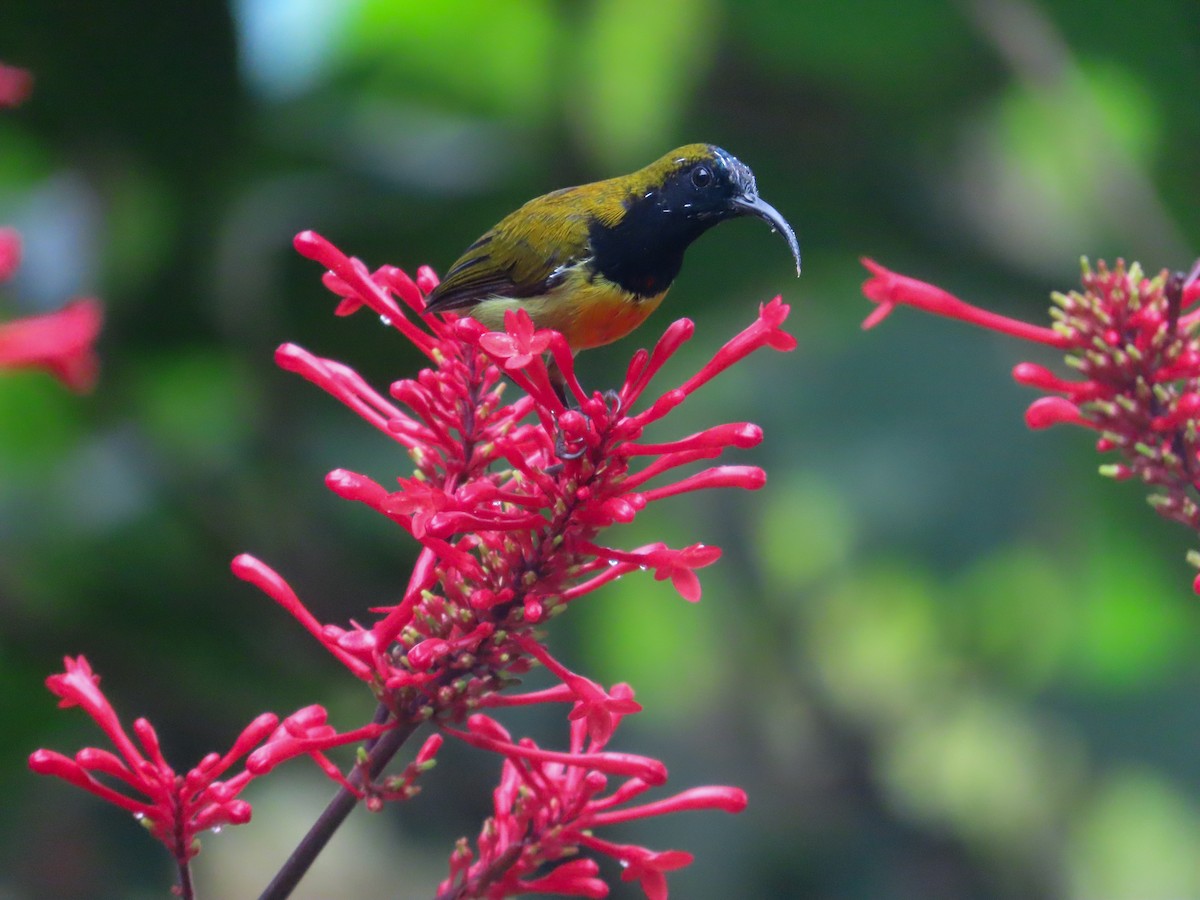 Flaming Sunbird - ML628036310