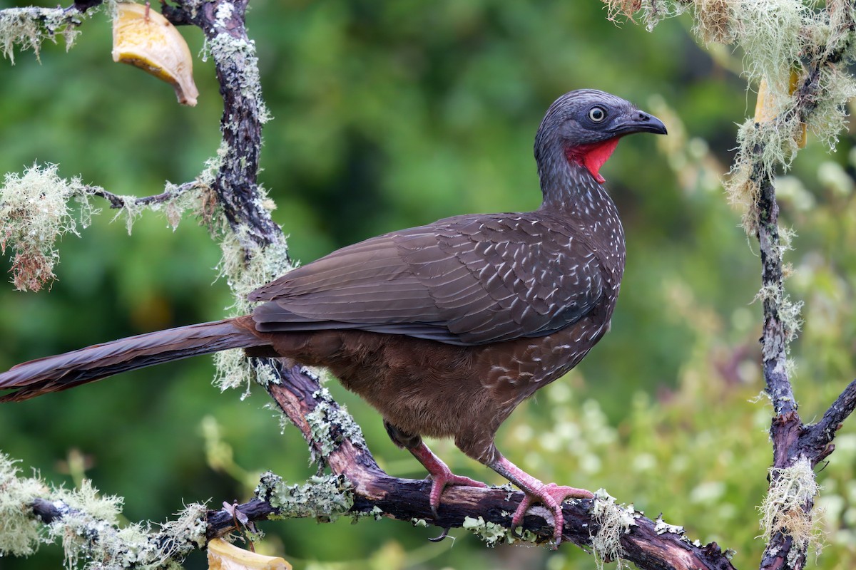 Band-tailed Guan - ML628036328