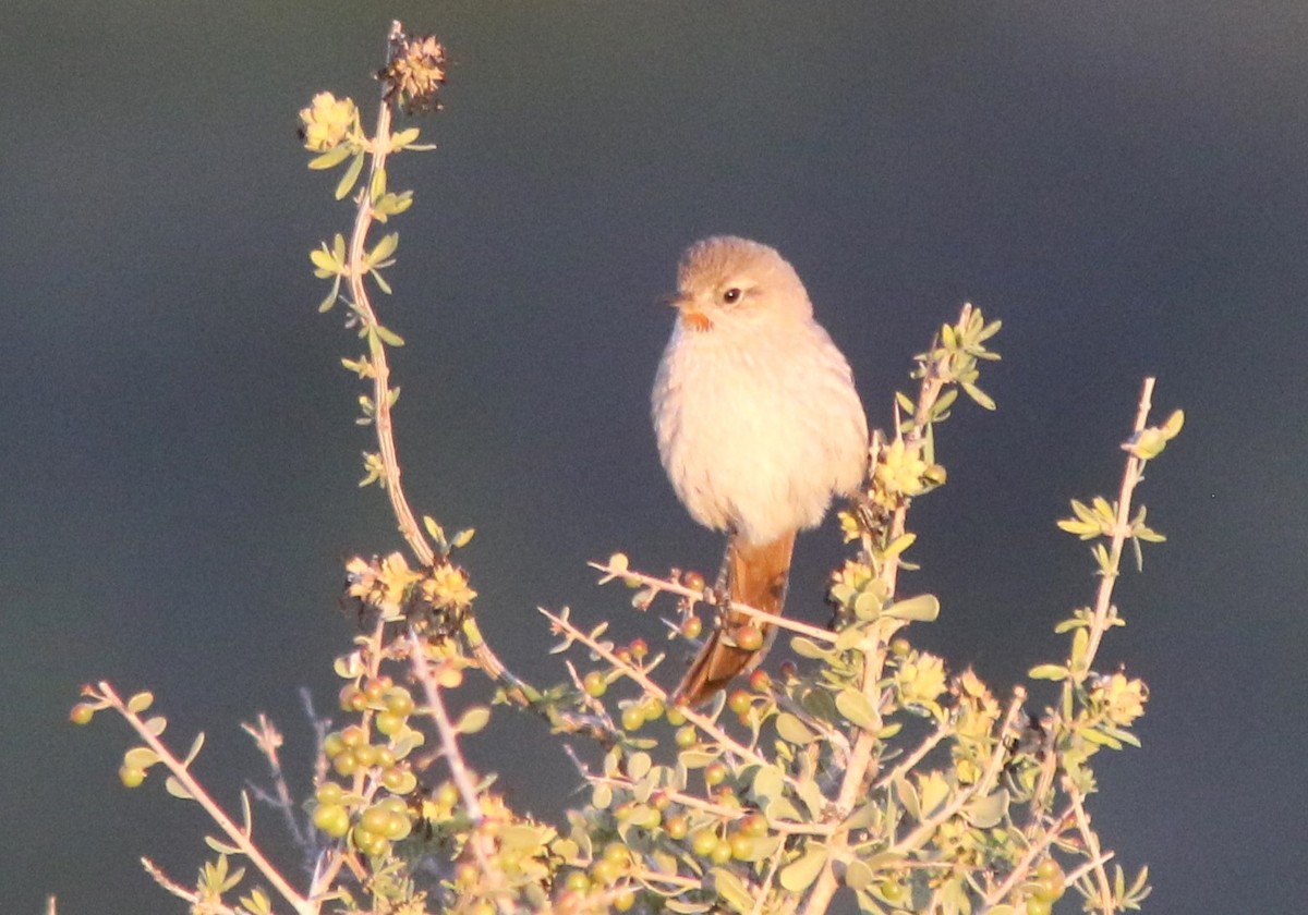 Sharp-billed Canastero - ML628036334