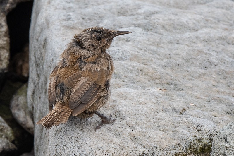 Cobb's Wren - ML628036347