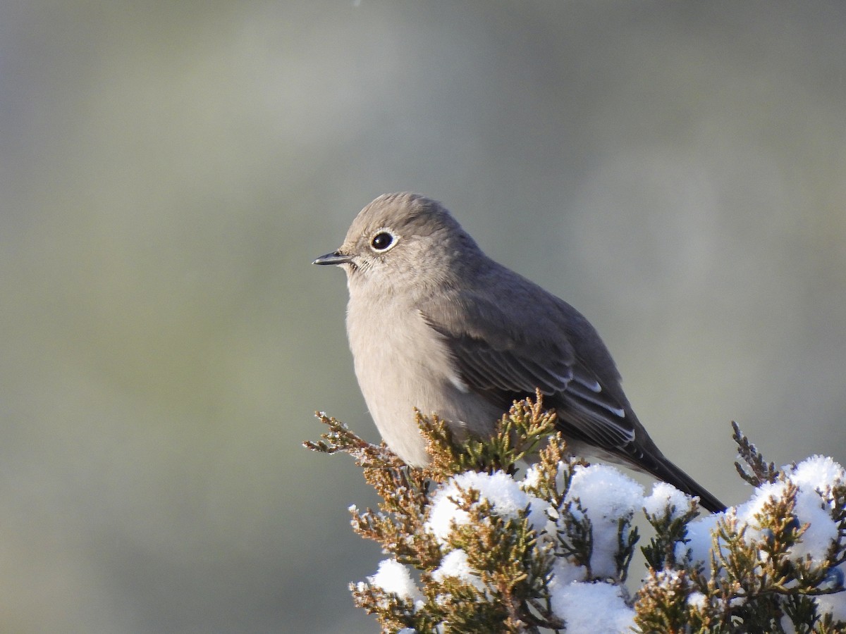 Townsend's Solitaire - ML628036377