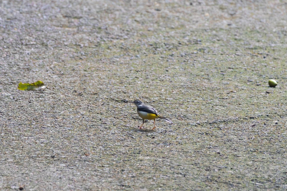 Gray Wagtail - ML628036457