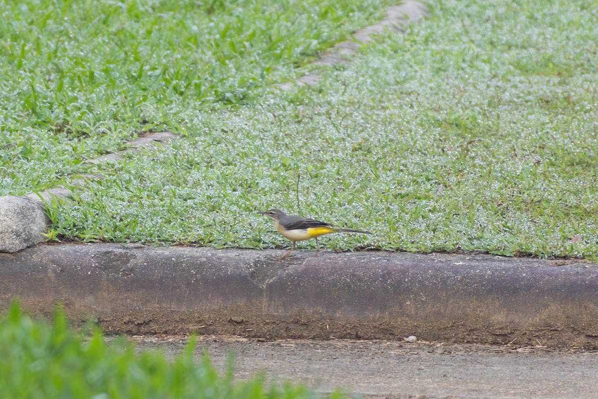 Gray Wagtail - ML628036458