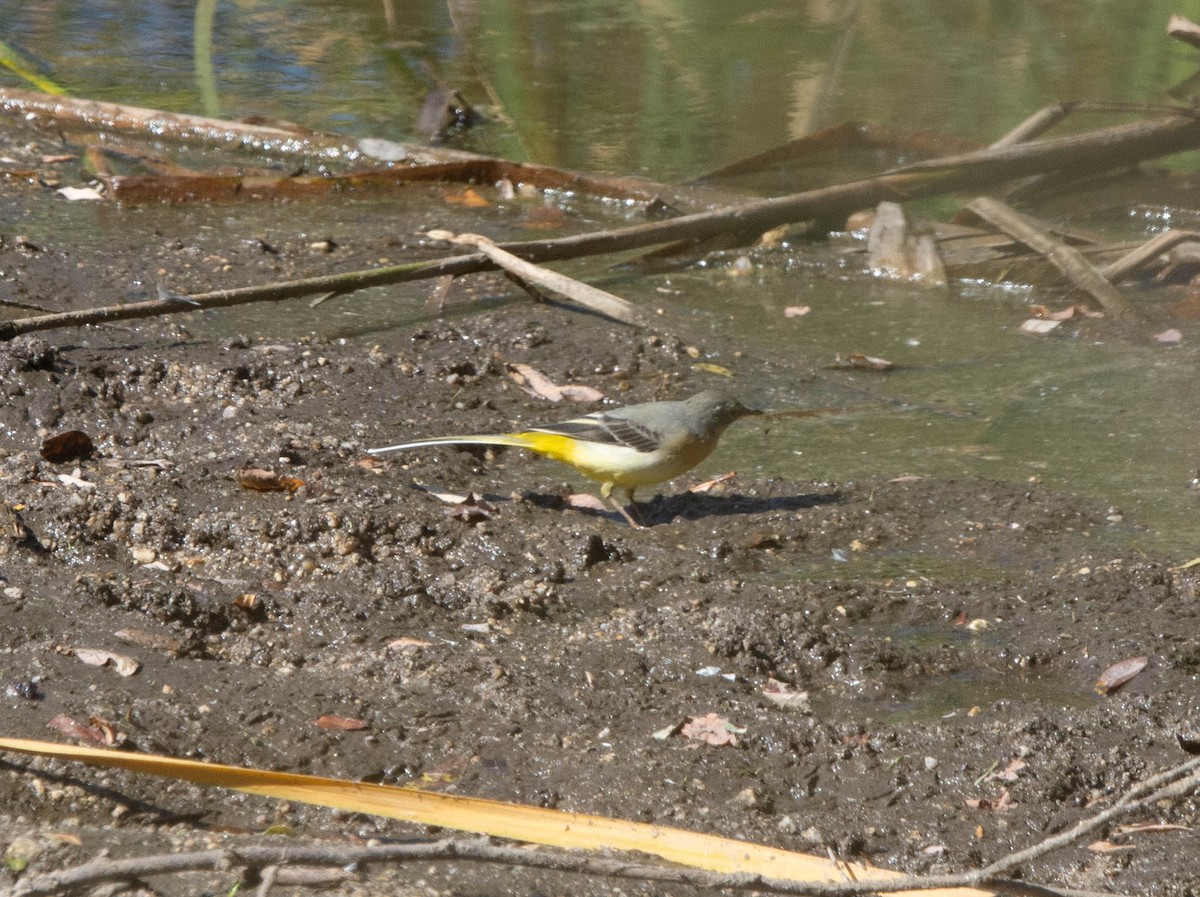 Gray Wagtail - ML628036467