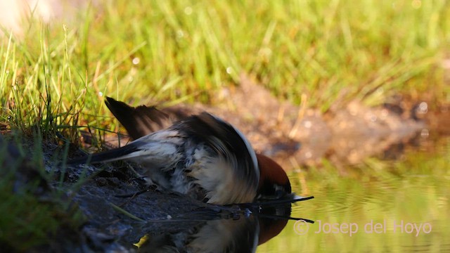 Woodchat Shrike - ML628036516