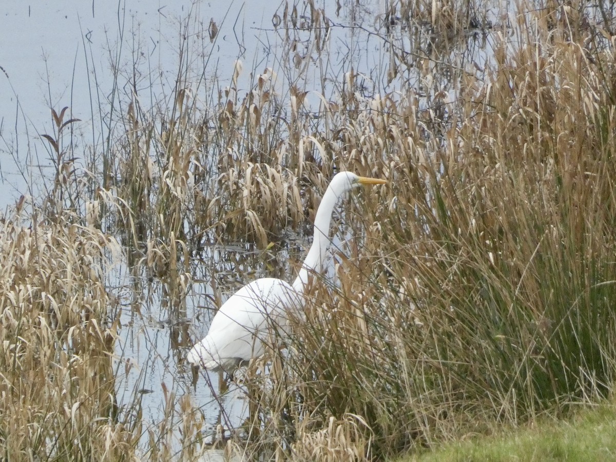 Great Egret - ML628036615