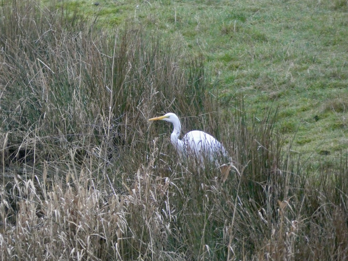 Great Egret - ML628036616