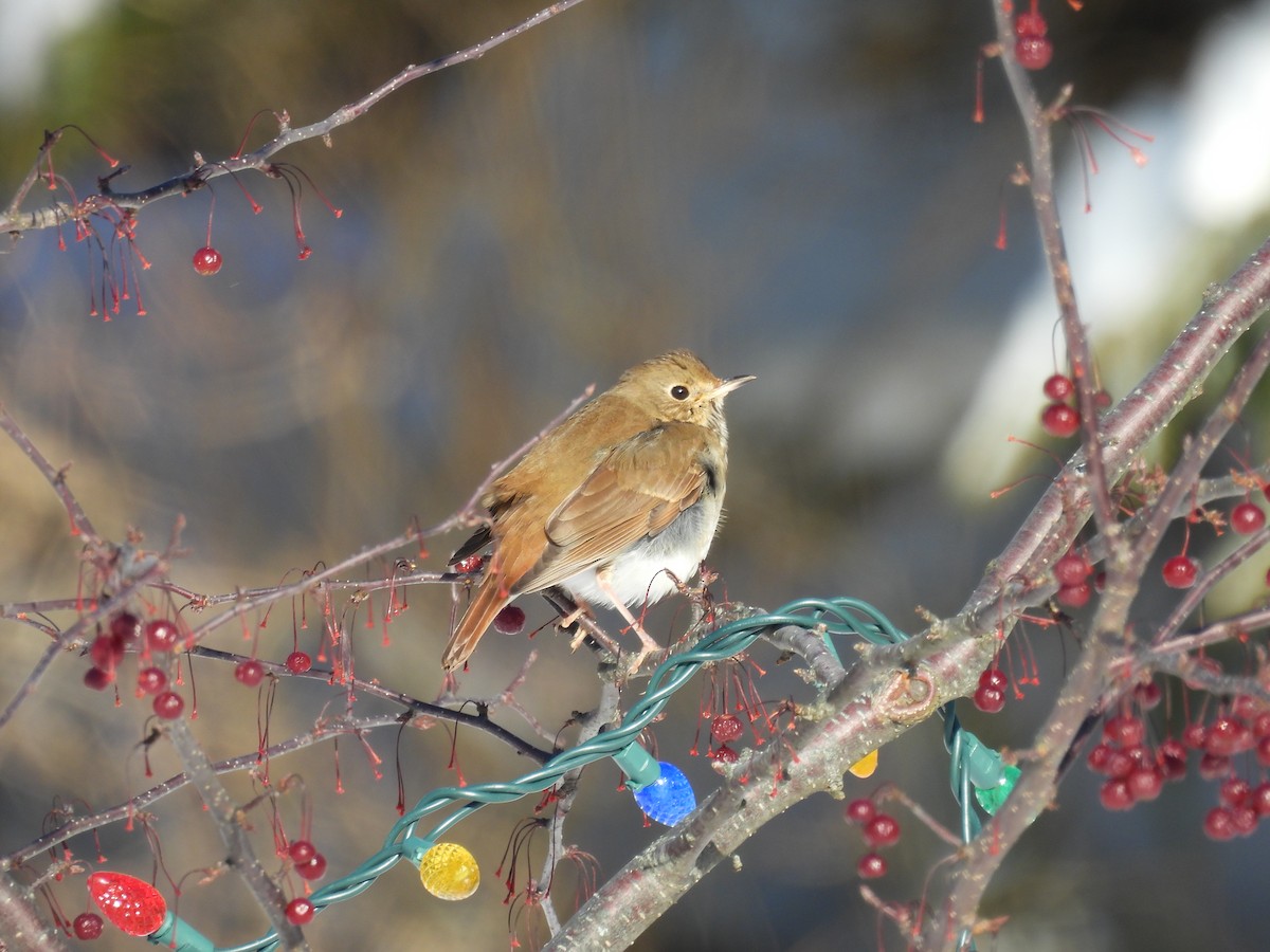 Hermit Thrush - ML628036685