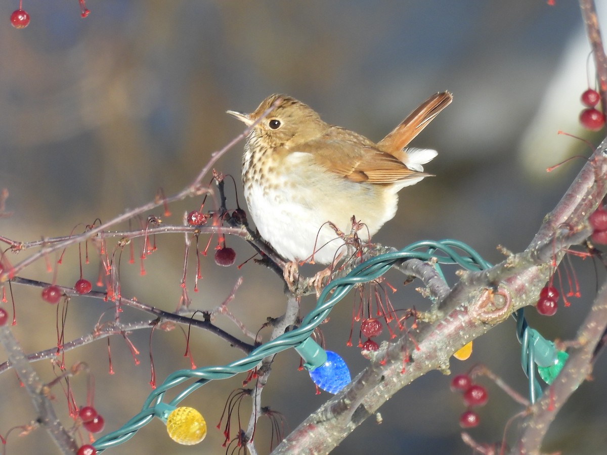 Hermit Thrush - ML628036686