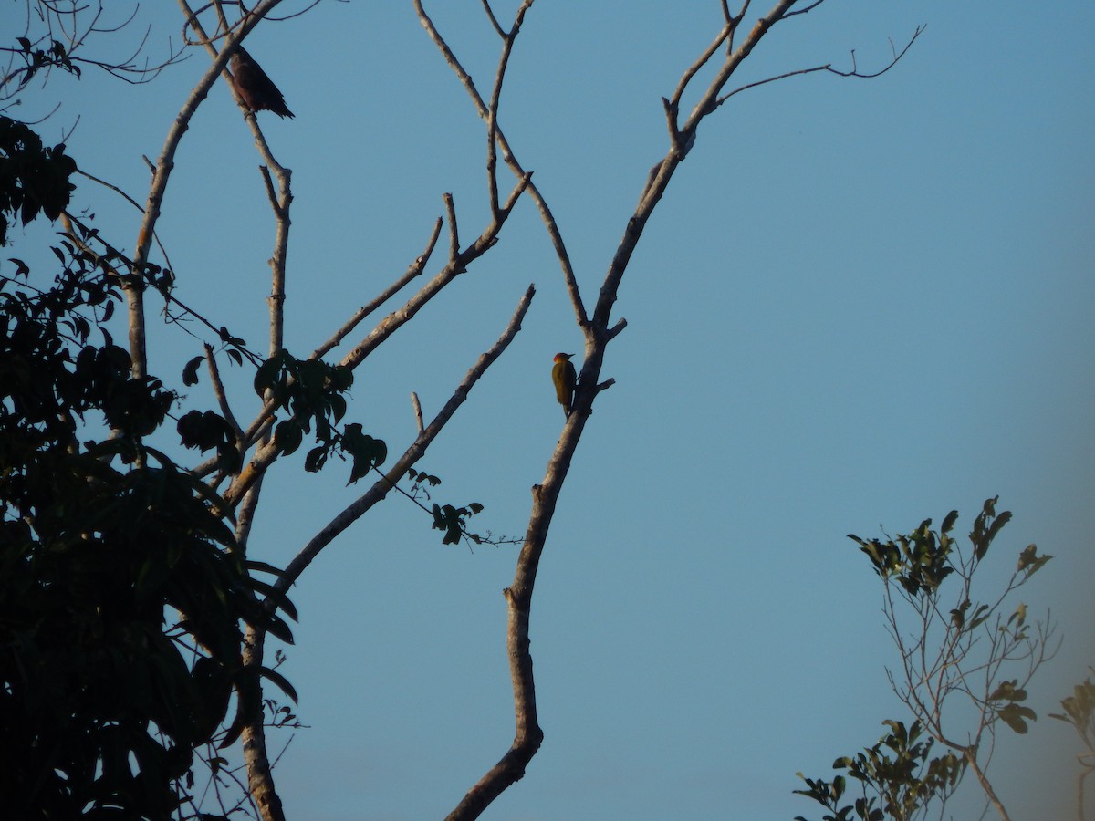 Yellow-throated Woodpecker - ML628036747